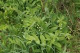 Polygonatum odoratum