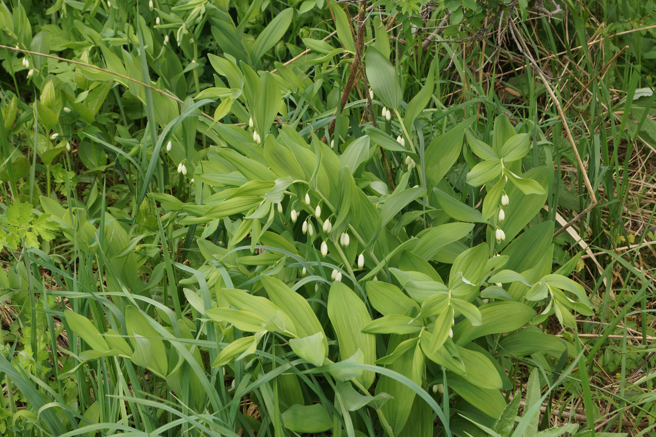 Image of Polygonatum odoratum specimen.