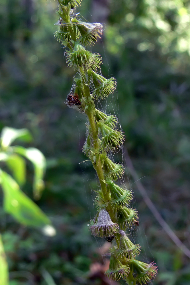 Image of Agrimonia pilosa specimen.