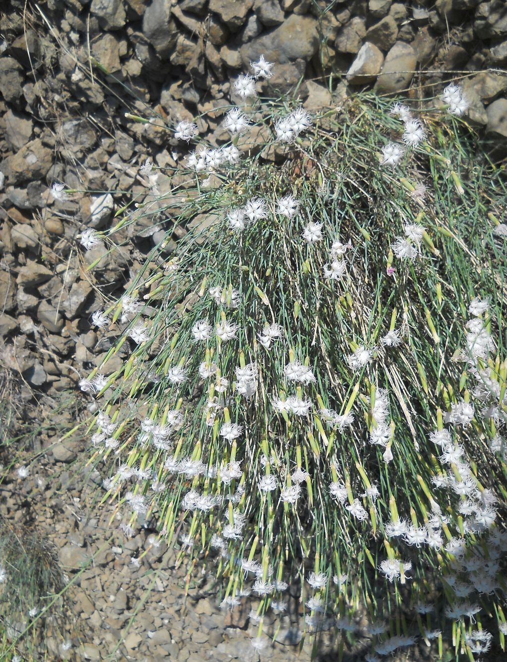 Изображение особи Dianthus crinitus.