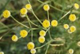 Tanacetum tanacetoides