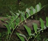 Polygonatum odoratum