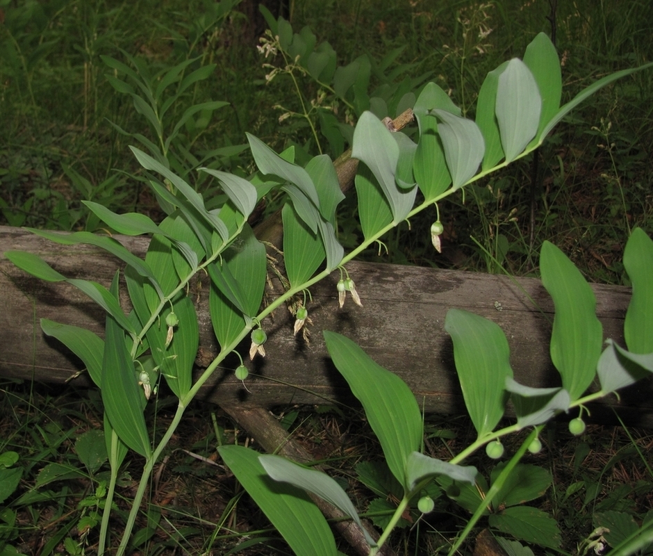 Image of Polygonatum odoratum specimen.