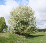 Malus domestica ssp. cerasifera