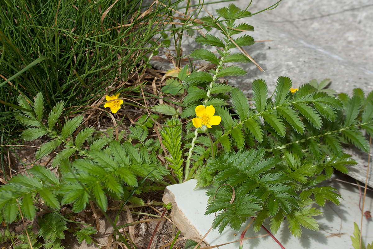 Image of Potentilla anserina specimen.