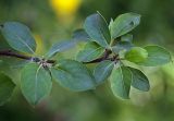 Malus mandshurica. Часть ветви с молодыми вегетативными побегами. Санкт-Петербург. 29.05.2009.