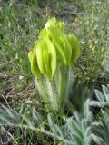Astragalus xipholobus. Соцветие. Южный Казахстан, Сырдарьинский Каратау, горы Улькунбурултау. 21 марта 2016 г.