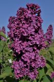 Syringa vulgaris