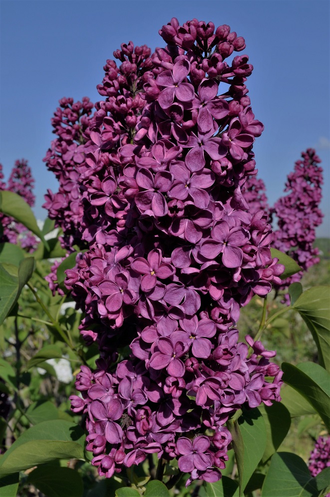 Изображение особи Syringa vulgaris.