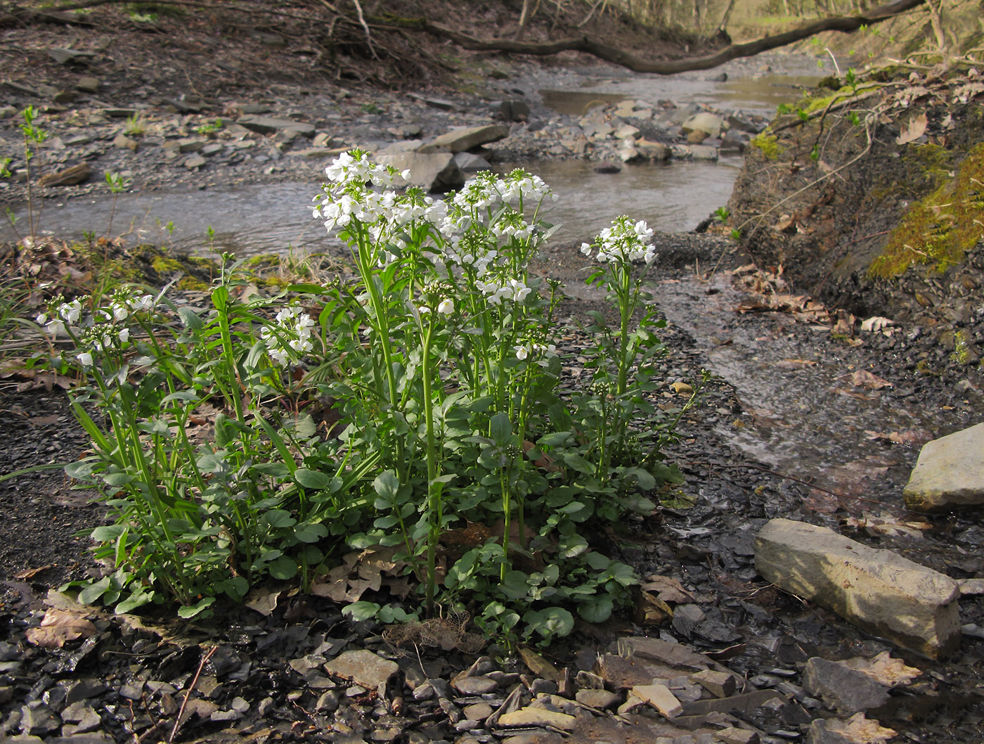 Image of Cardamine tenera specimen.