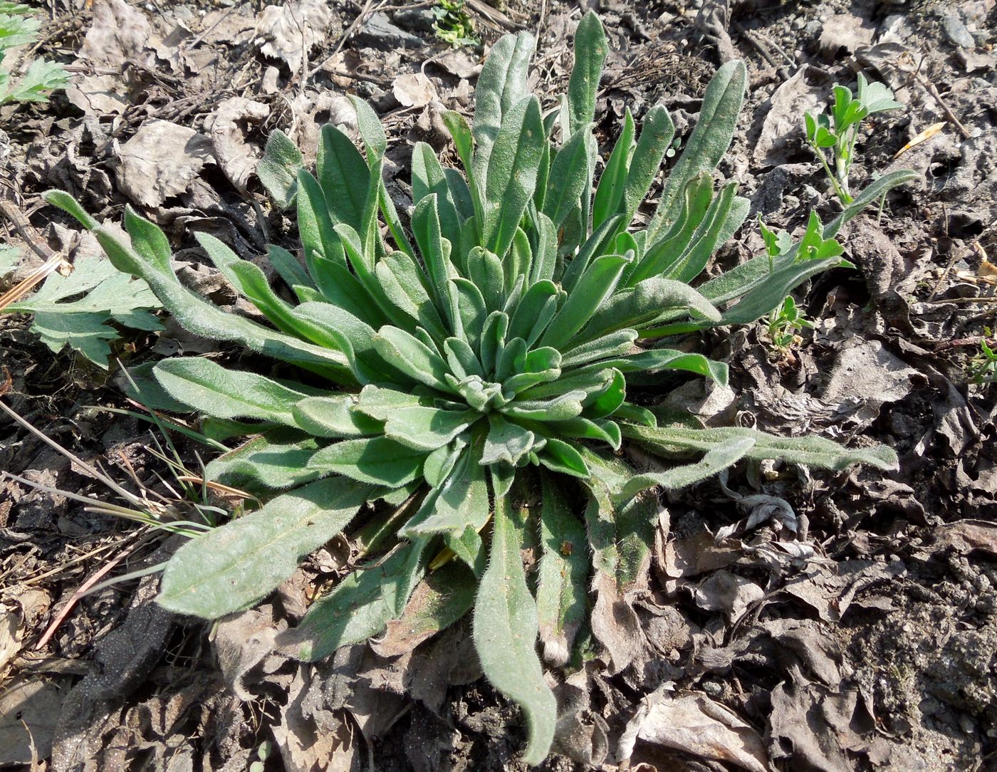 Изображение особи Echium vulgare.