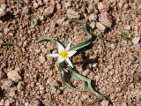 Tulipa bifloriformis. Цветущее растение на каменистом склоне. Узбекистан, Ташкентская обл., западные отроги Чаткальского хребта, гора Большой Чимган, урочище Аксай. 19.04.2016.