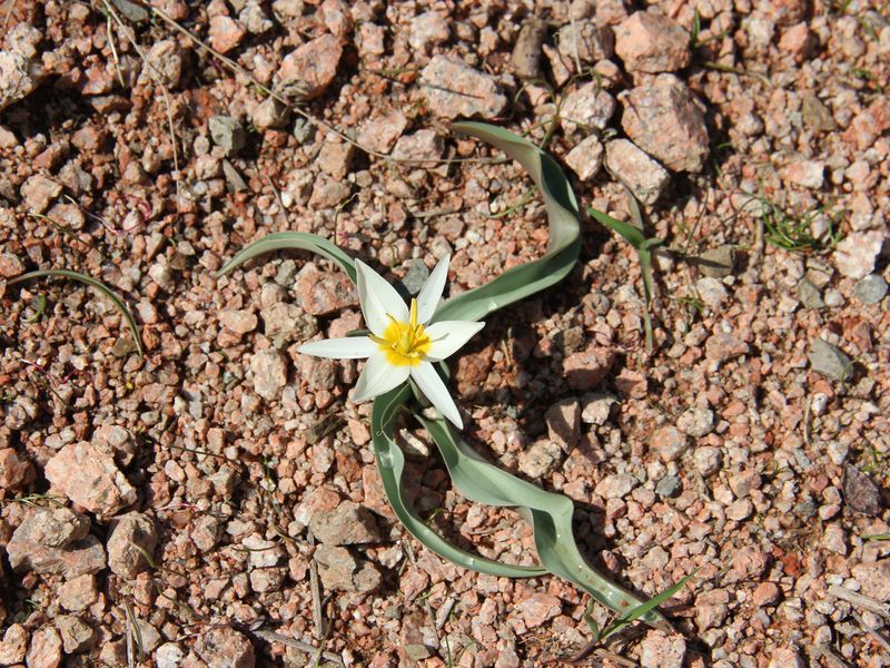 Image of Tulipa bifloriformis specimen.