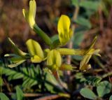 Astragalus longipetalus