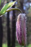Lilium pilosiusculum. Бутон. Свердловская обл., окр. г. Североуральск, травяной сосняк с елью на известняках. 30.06.2007.