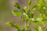 Rhamnus cathartica