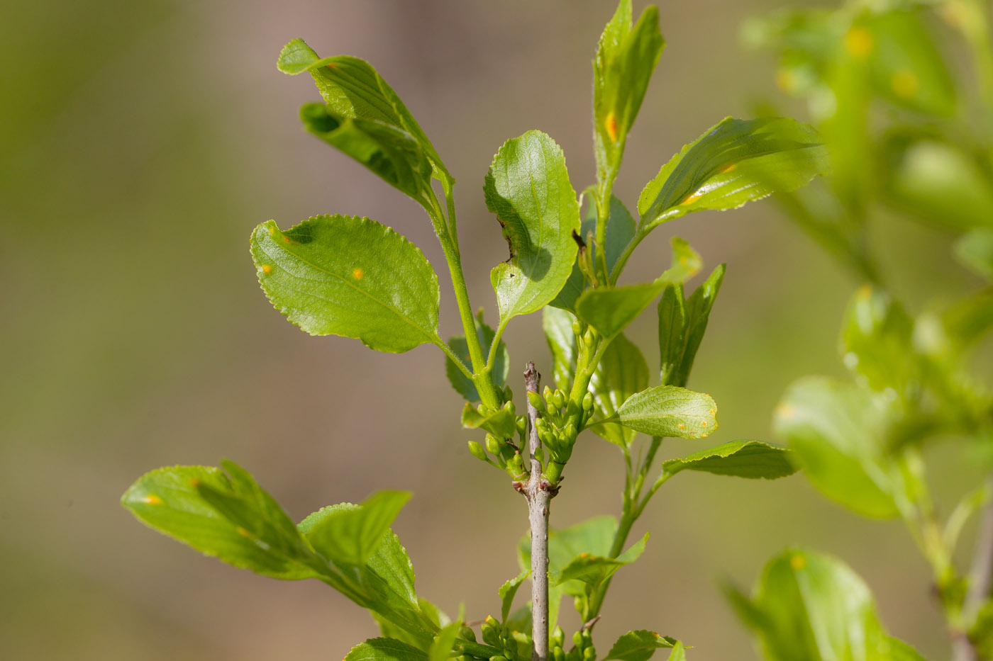 Изображение особи Rhamnus cathartica.