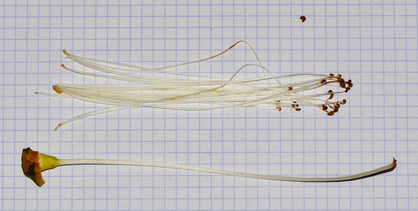 Image of Pseudobombax ellipticum specimen.