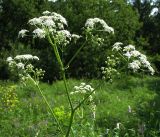 Anthriscus sylvestris. Верхушка цветущего растения. Белгородская обл., Губкинский р-н, запов. «Белогорье», Ямская степь. 12 июня 2009 г.