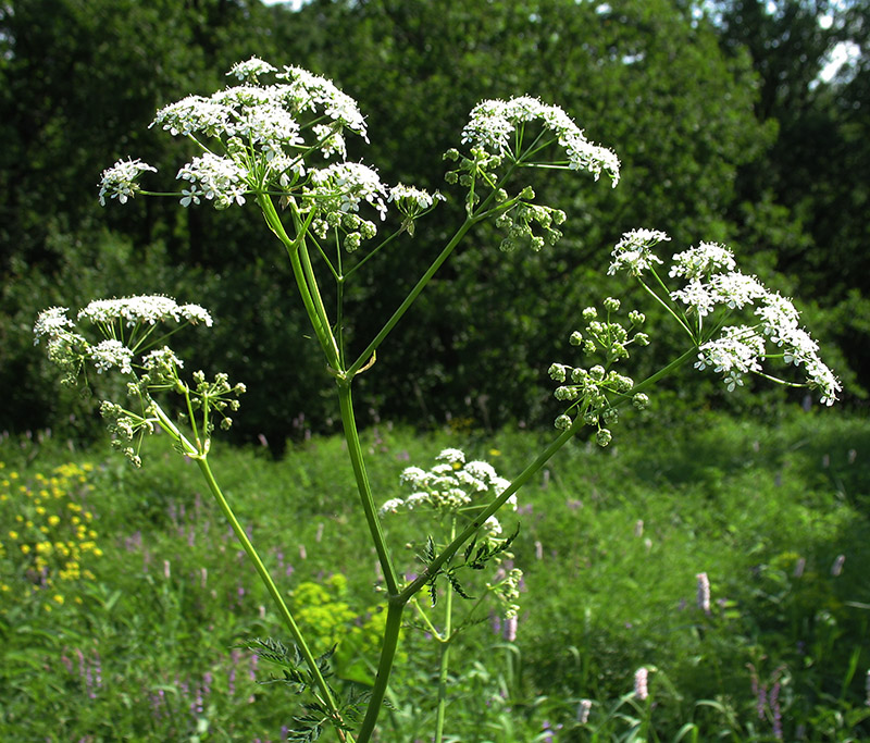 Изображение особи Anthriscus sylvestris.