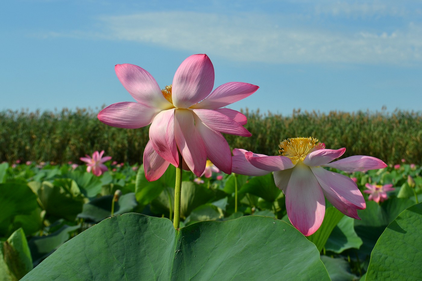 Image of Nelumbo caspica specimen.