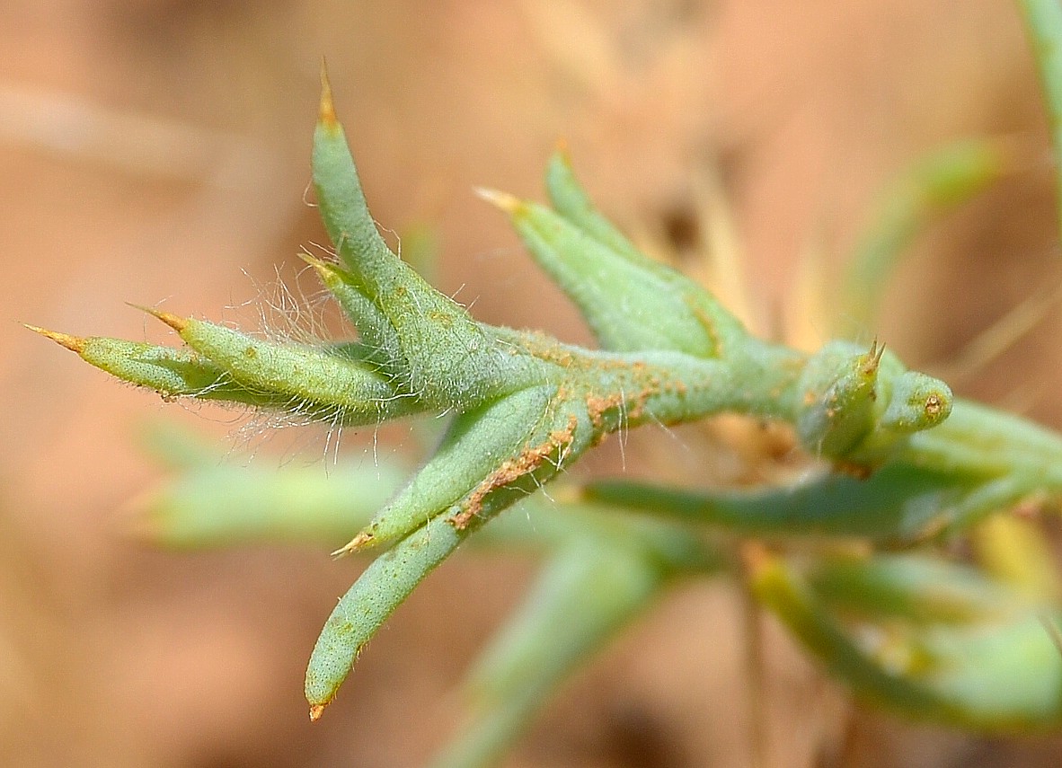 Изображение особи Halimocnemis sclerosperma.