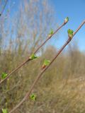 Betula pubescens