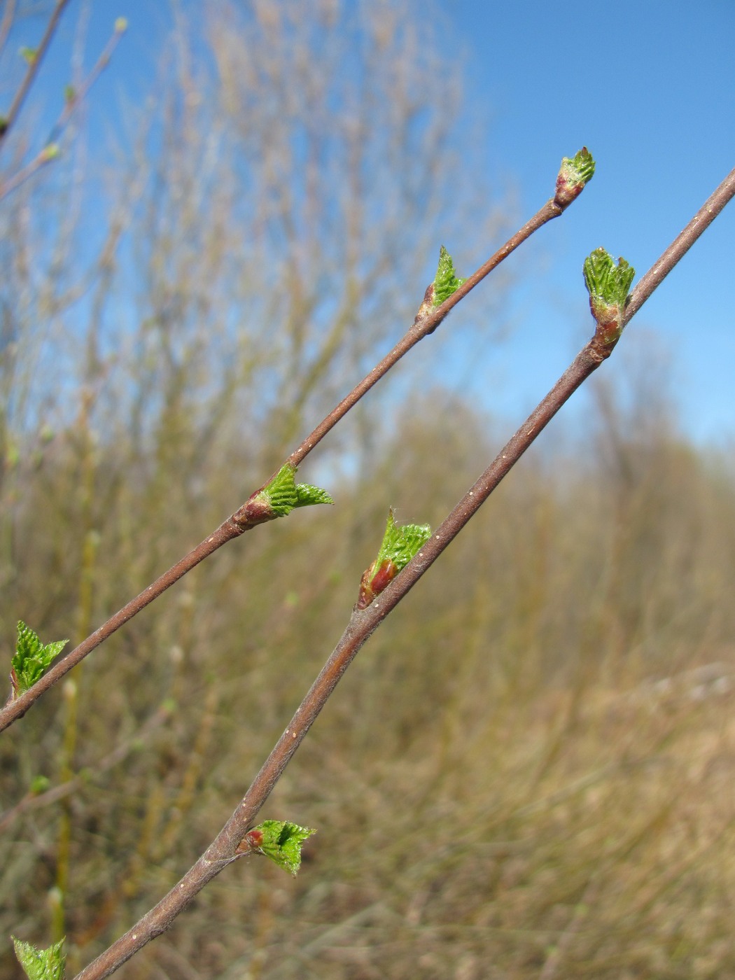Image of Betula pubescens specimen.