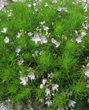 Veronica filifolia