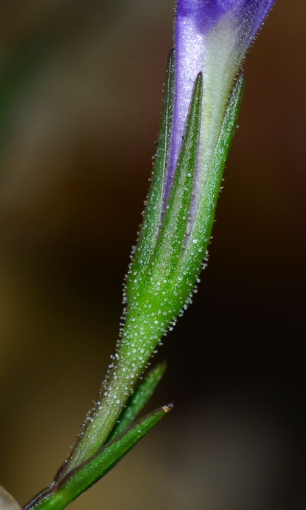 Изображение особи Ruellia simplex.