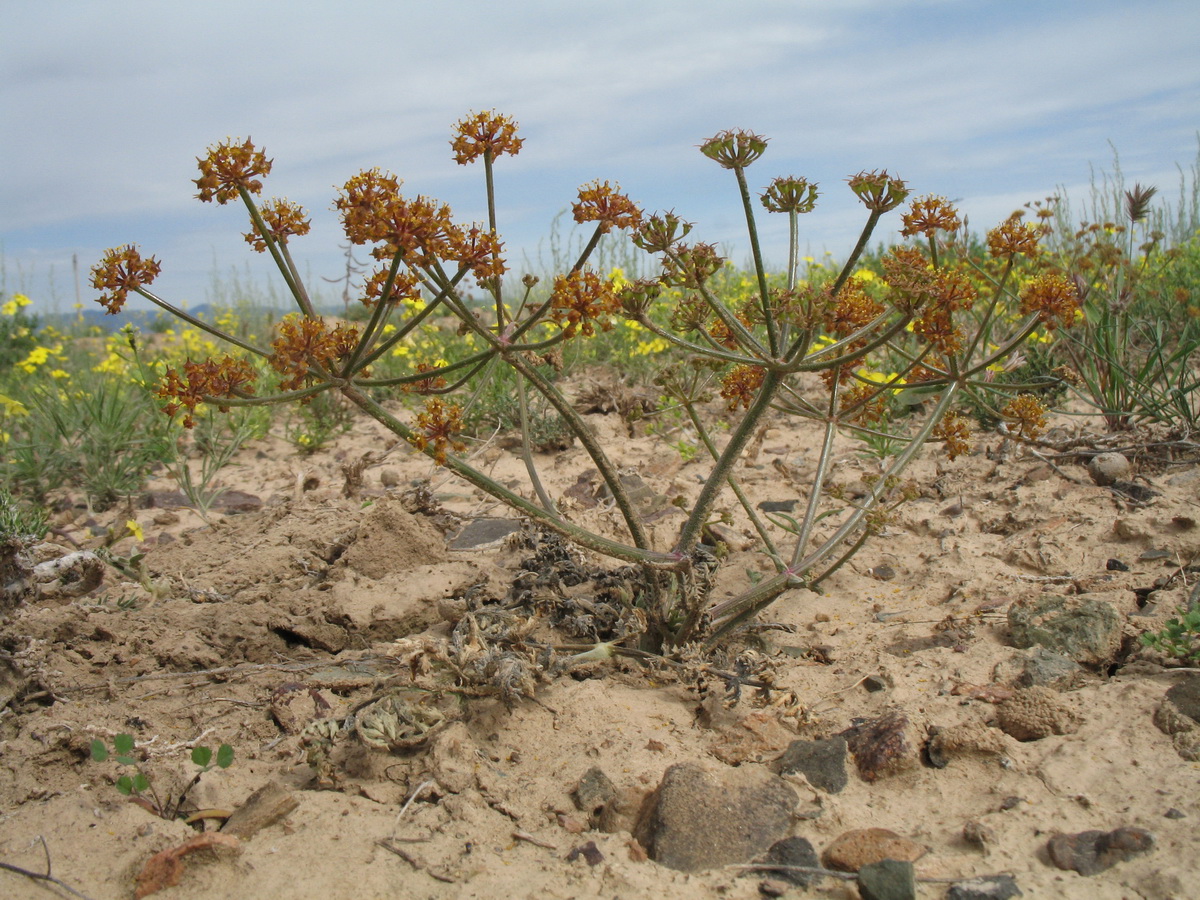 Изображение особи Ferula sugatensis.