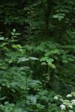 Scrophularia nodosa. Верхушка цветущего и плодоносящего растения. Санкт-Петербург, Дудергофские высоты, широколиственный лес. 18.07.2009.