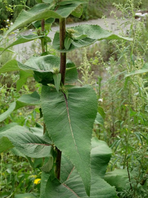 Image of Inula helenium specimen.