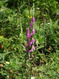 Spiranthes australis. Соцветия. Приморье, ЗАТО г. Фокино, о. Путятина, луг. 17.08.2016.