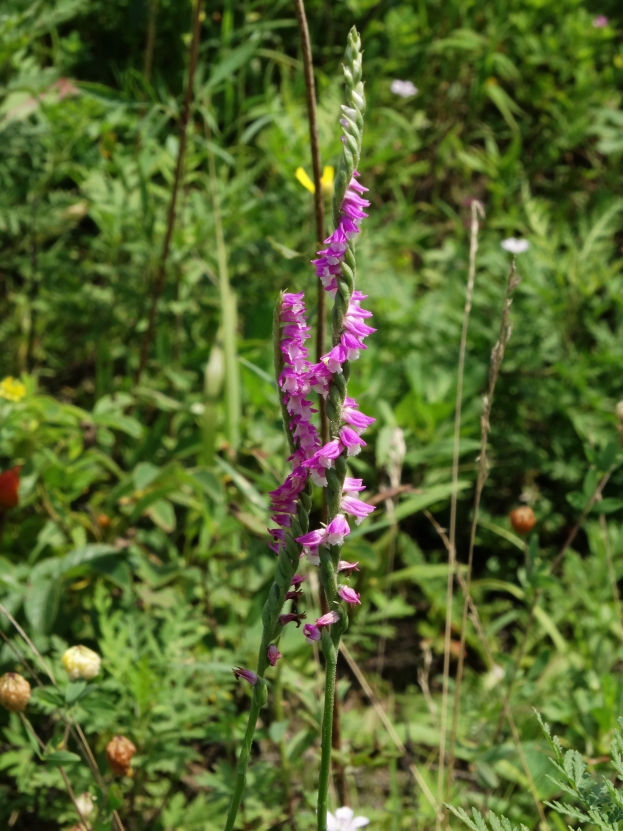 Image of Spiranthes australis specimen.