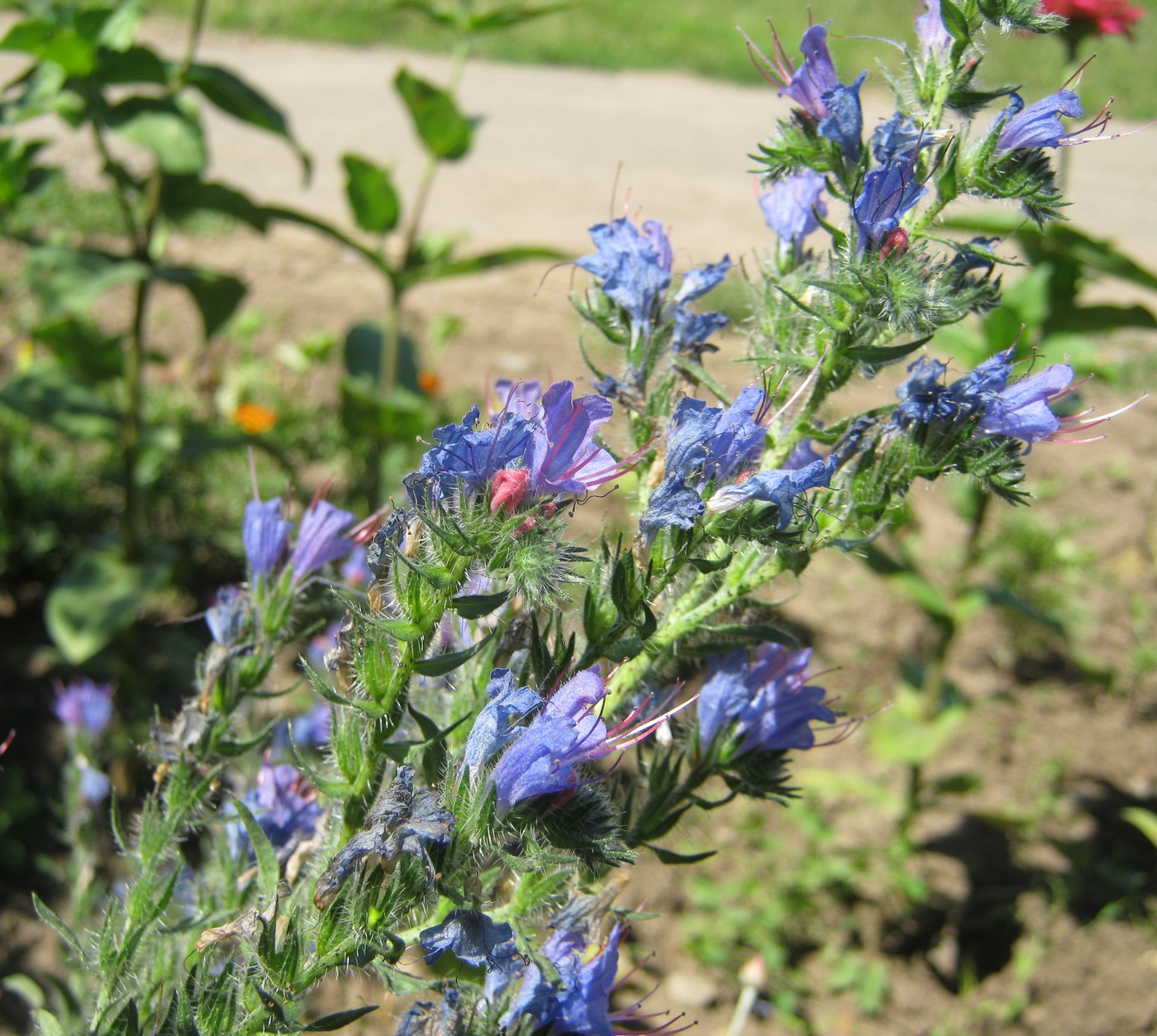 Изображение особи Echium vulgare.