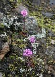 Viscaria alpina. Цветущие растения. Исландия, национальный парк Ландманналаугар, каменистый склон. 02.08.2016.
