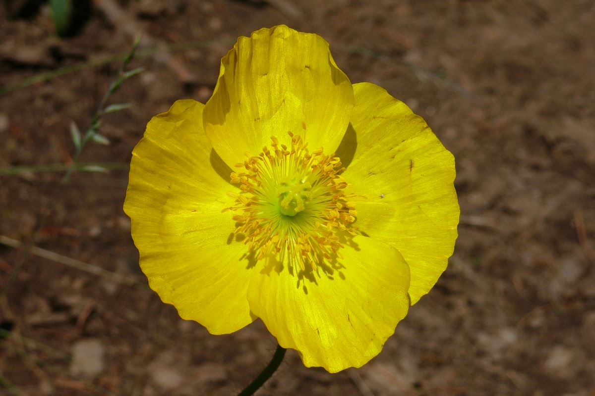 Изображение особи род Papaver.