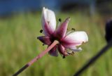 Butomus umbellatus