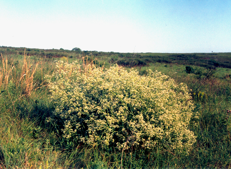 Изображение особи Crambe tataria.