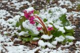 Bergenia pacifica