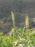 Reseda lutea