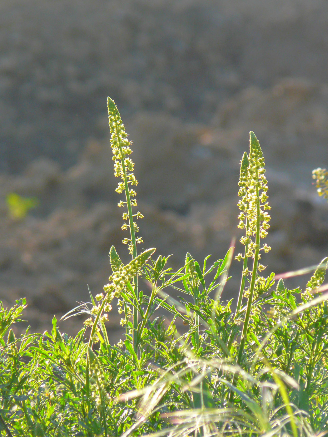 Изображение особи Reseda lutea.