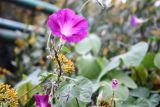 Ipomoea purpurea. Верхушка побега с цветком. Крым, Алушта, в культуре. 11.10.2016.