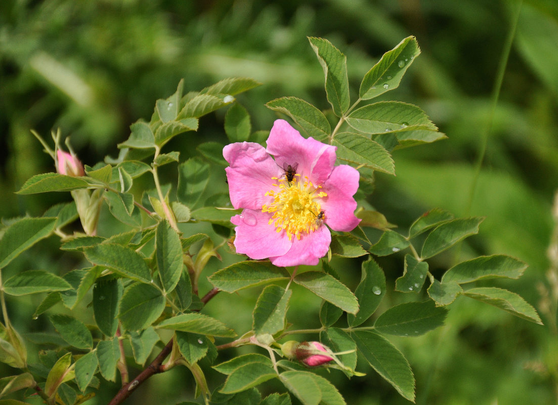 Изображение особи Rosa oxyodon.