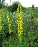 Verbascum nigrum. Верхушки растений с соцветиями, зацветающие растения и прошлогодние соплодия. Республика Татарстан, г. Казань, окр. пос. Щербаковка, долина р. Казанка, правый берег, пойменный луг между руслом реки и старицей (озеро Голубое). 21.06.2015.