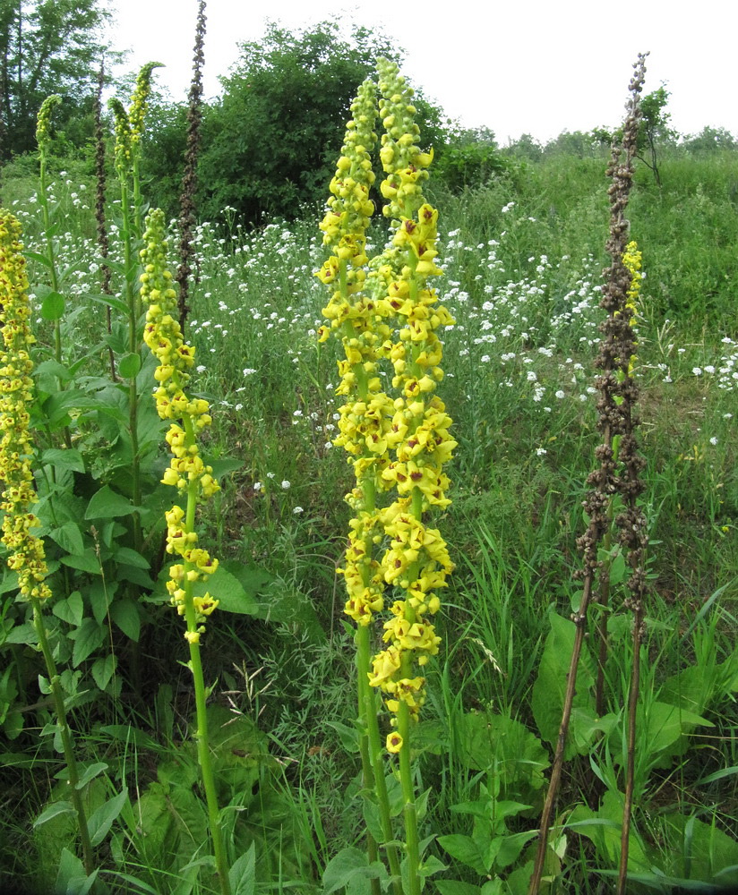 Изображение особи Verbascum nigrum.