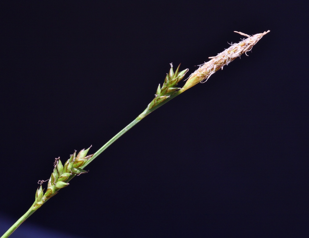 Image of Carex subebracteata specimen.
