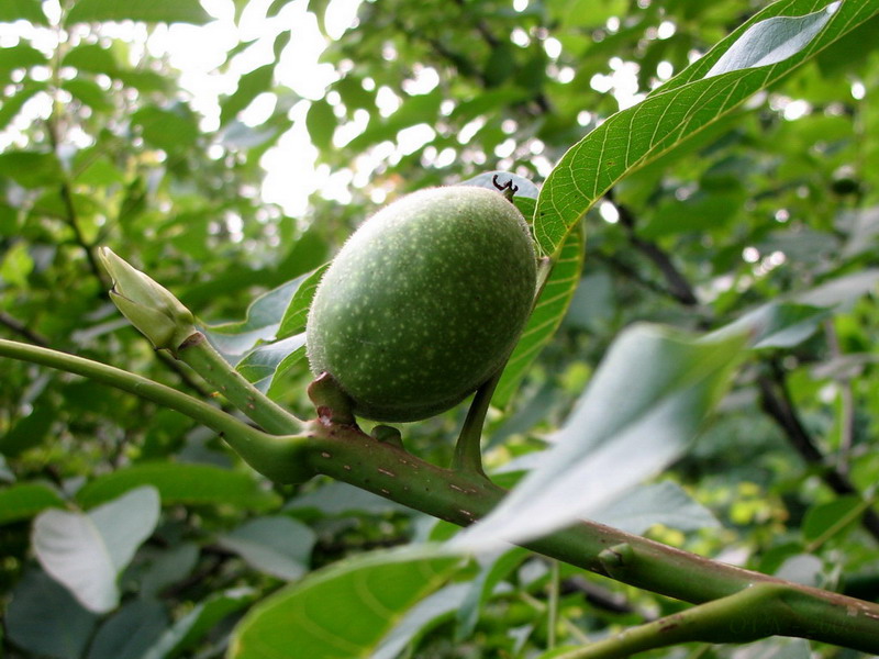 Изображение особи Juglans regia.