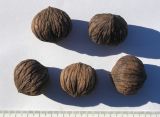 Juglans nigra